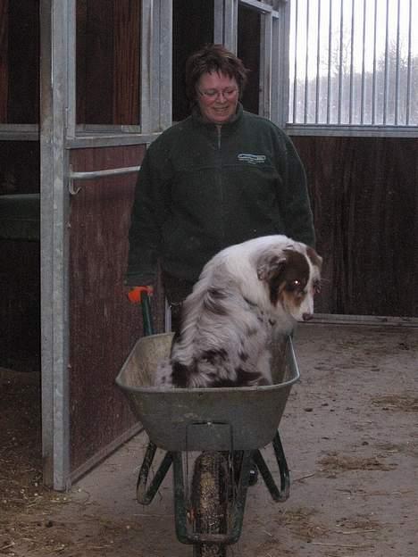 Australian shepherd Onedis Oden  - Oden i trillebør billede 8