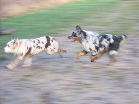 Australian shepherd PaintedMagic Captain Hook - Vilya og Holger efter en dejlig træningsdag billede 4