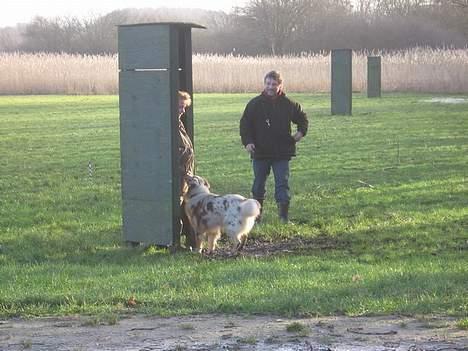 Australian shepherd Difloyds Ranchero - Shkhan og Ejner i rundering billede 4