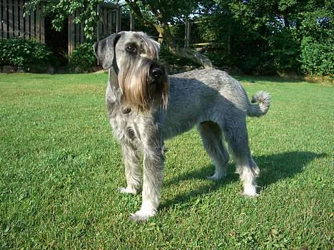 Mellemschnauzer Indy billede 10