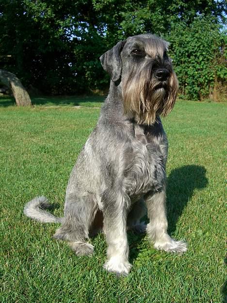 Mellemschnauzer Indy billede 11