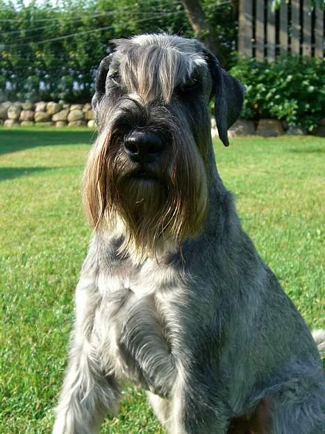 Mellemschnauzer Indy billede 12