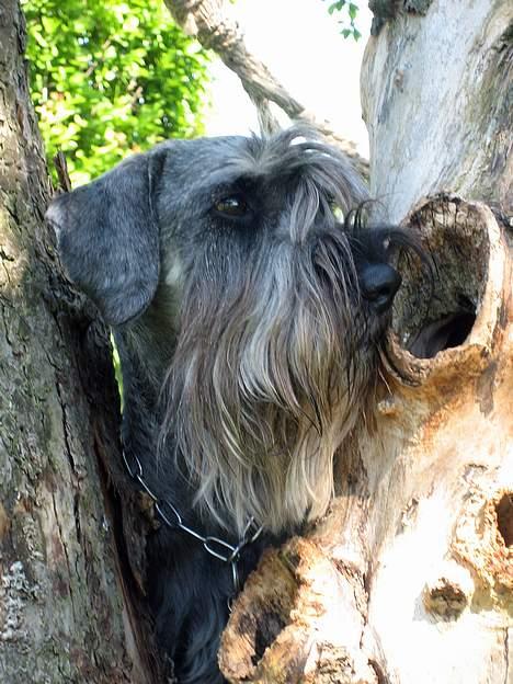 Mellemschnauzer Indy billede 13