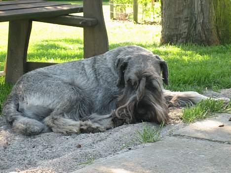Mellemschnauzer Indy billede 14