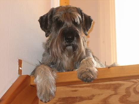 Mellemschnauzer Indy billede 15