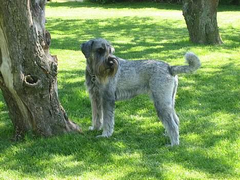 Mellemschnauzer Indy billede 16
