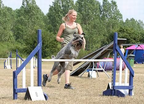 Mellemschnauzer Indy billede 17