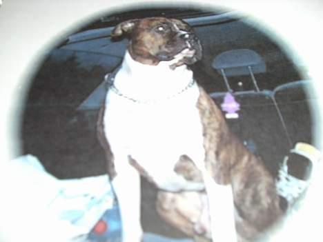 Amerikansk bulldog Bella R.I.P - det er så bella´s far billede 14