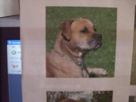 Amerikansk bulldog Bella R.I.P - det er hende´s mor billede 15