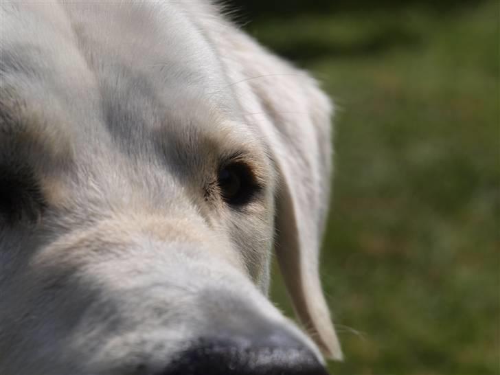 Blanding af racer Buller R.I.P - Velkommen til Bullers profil. [: billede 1