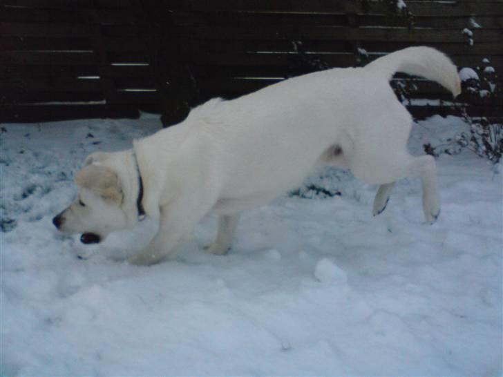 Blanding af racer Buller R.I.P - Snee! d; billede 2