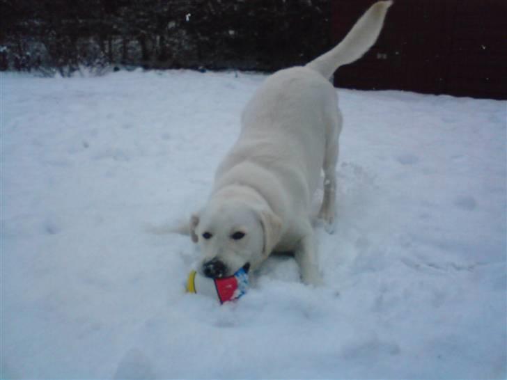 Blanding af racer Buller R.I.P - Wee (; billede 3