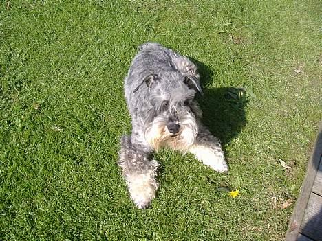 Dvaergschnauzer Thorkild billede 2