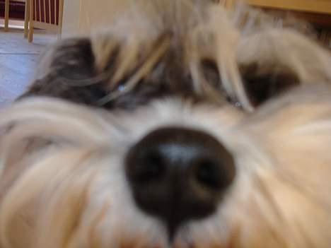 Dvaergschnauzer Thorkild - skal selvfølig helt op og se hvad du laver :D billede 12