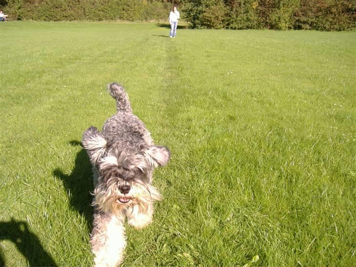 Dvaergschnauzer Thorkild billede 4