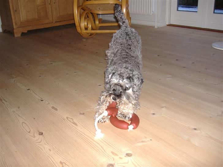 Dvaergschnauzer Thorkild billede 5