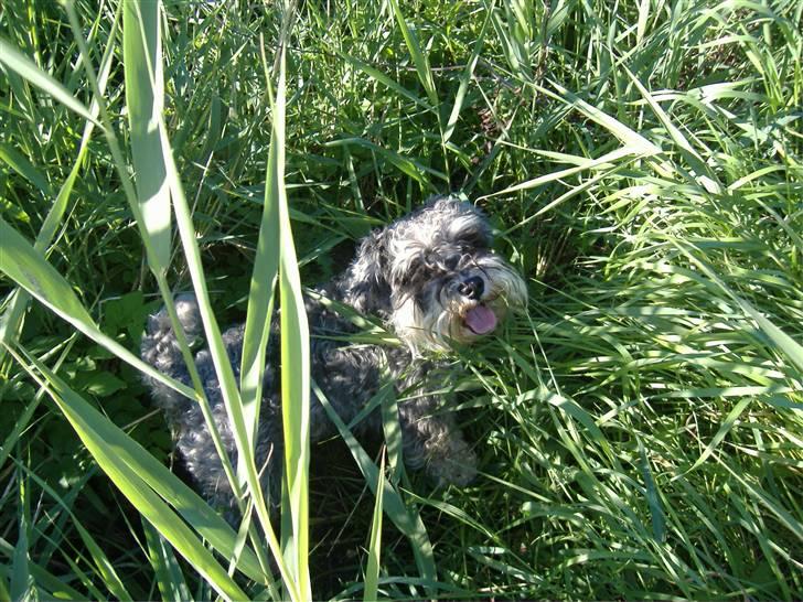 Dvaergschnauzer Thorkild - hov var i der :D billede 6