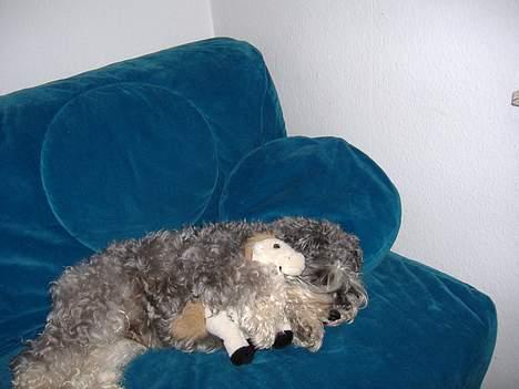 Dvaergschnauzer Thorkild billede 13