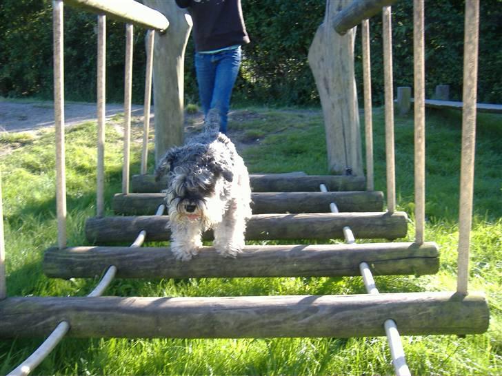 Dvaergschnauzer Thorkild billede 7