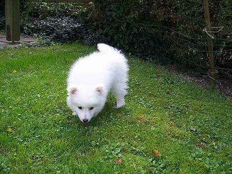 Japansk spids Miska aka smuksakken billede 17