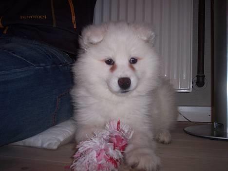 Samojedhund Smilla billede 8