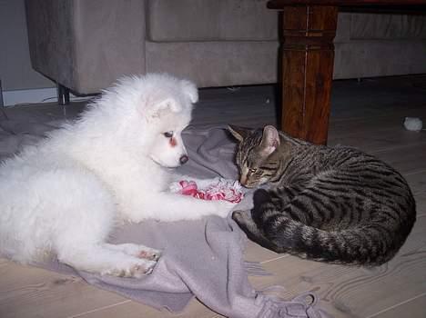 Samojedhund Smilla billede 9