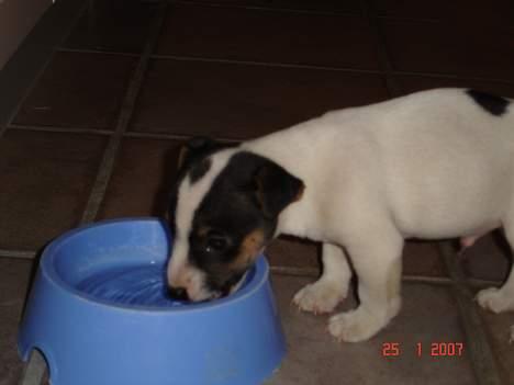 Jack russell terrier Bertil - Bertil som helt lille :i billede 2