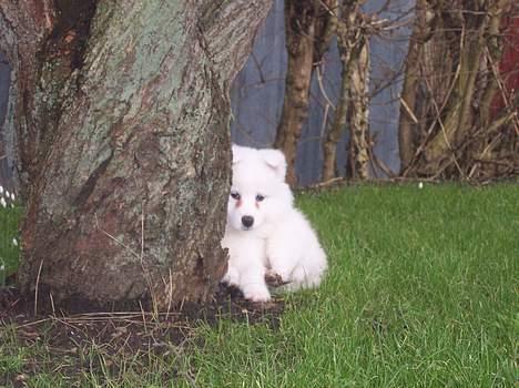 Samojedhund Smilla - Jeg vil altså ikke med ind :-) billede 11
