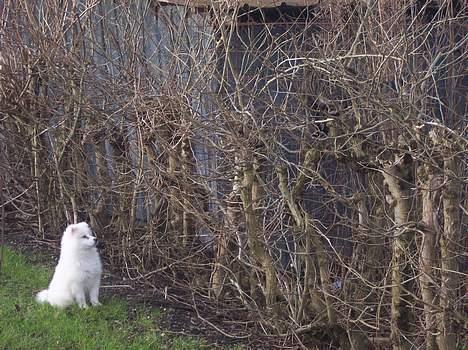 Samojedhund Smilla - Kom ned derfra vi skal lege ;-) billede 12