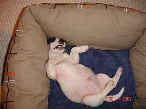 Jack russell terrier Bertil - Bertil der ligger og drømmer i sin kurv. billede 4