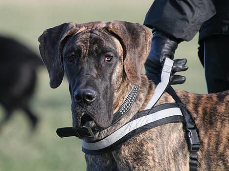 Grand danois Tara 16. maj 2006 - 9 mdr. billede 8