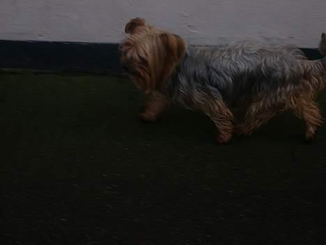 Yorkshire terrier Miss Mille - ude og gå tur .  billede 6