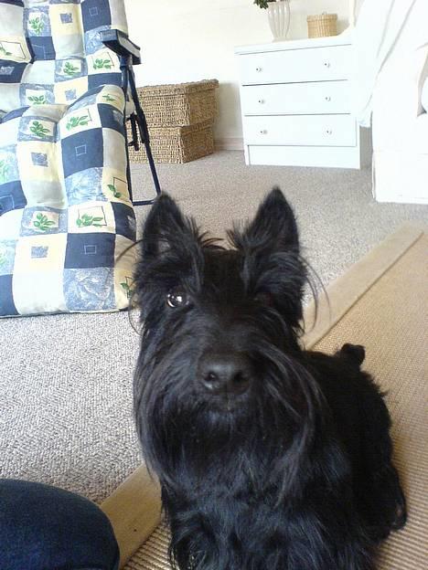 Skotsk terrier Sofiendals Dixie - Dixie  billede 11