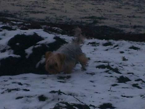 Yorkshire terrier Miss Mille - på stranden . jjjuuuuubiii billede 7