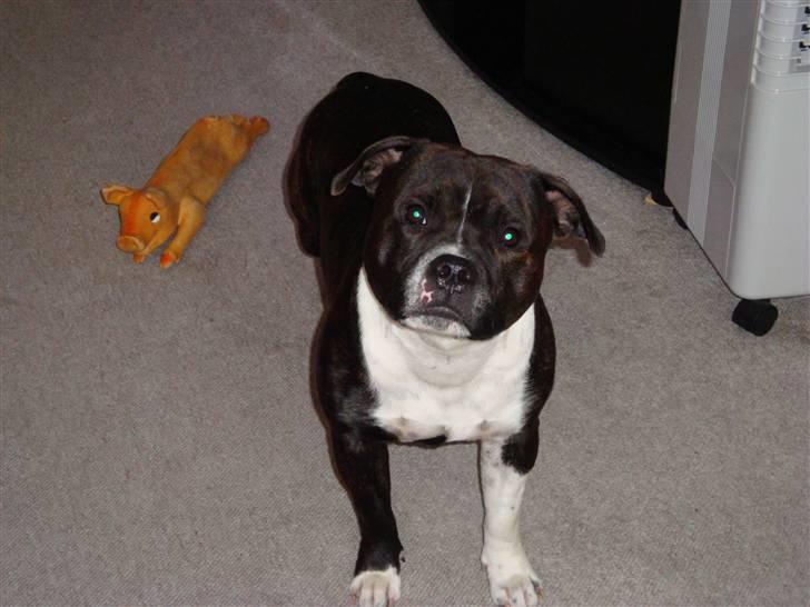 Staffordshire bull terrier Django - Gå tur siger du !!!!!!!!!!! billede 2