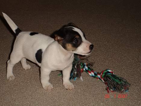 Jack russell terrier Bertil - Bertil i legehumør som altid.  billede 6