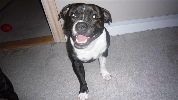 Staffordshire bull terrier Django - Jeg smiler. så tag nu det billed  billede 3