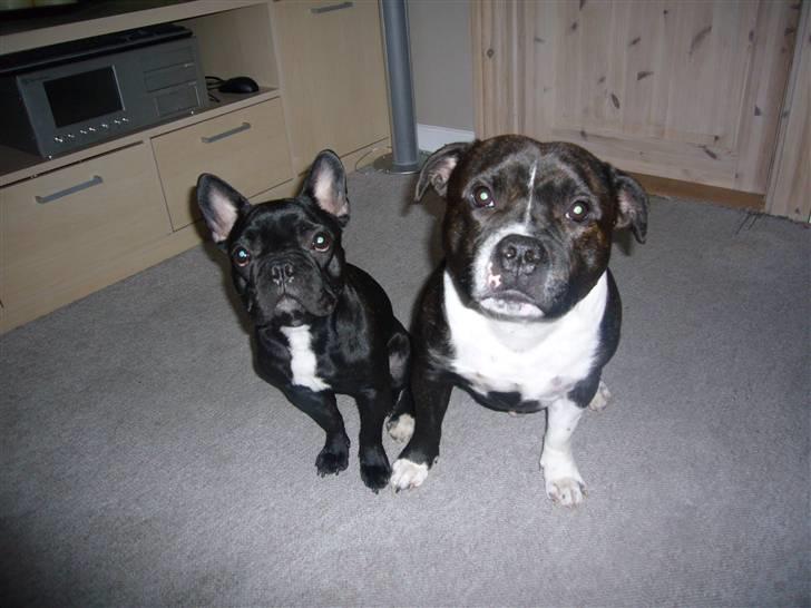 Staffordshire bull terrier Django - Coco og mig billede 4