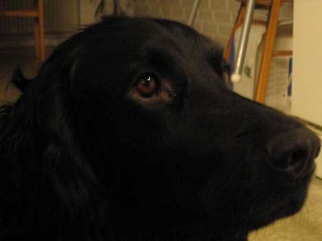 Blanding af racer *alfred* billede 1