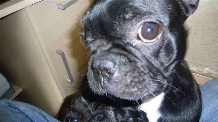 Staffordshire bull terrier Django - Smukke Coco billede 5