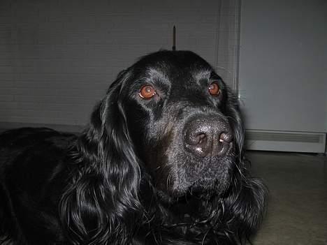 Blanding af racer *alfred* billede 2