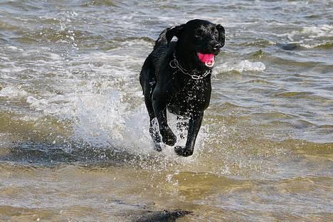 Labrador retriever (formel 1) Junior *DØD* billede 8