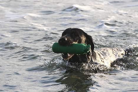 Labrador retriever (formel 1) Junior *DØD* billede 9