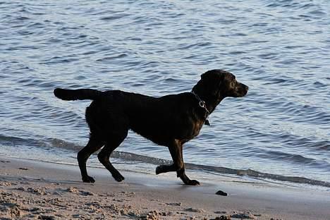 Labrador retriever (formel 1) Junior *DØD* billede 10