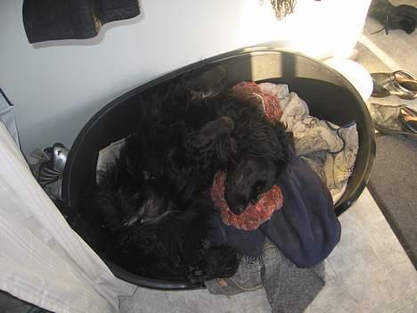 Blanding af racer *alfred* billede 3