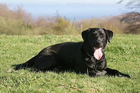 Labrador retriever (formel 1) Junior *DØD* billede 11