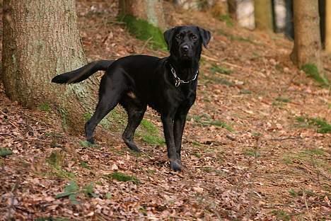 Labrador retriever (formel 1) Junior *DØD* billede 12