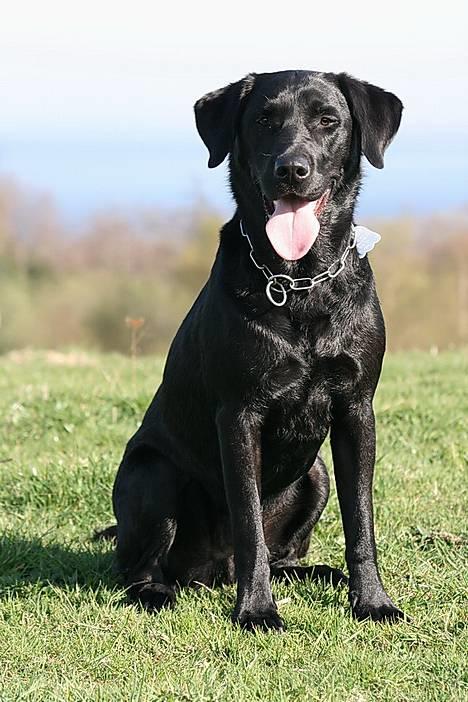 Labrador retriever (formel 1) Junior *DØD* billede 13