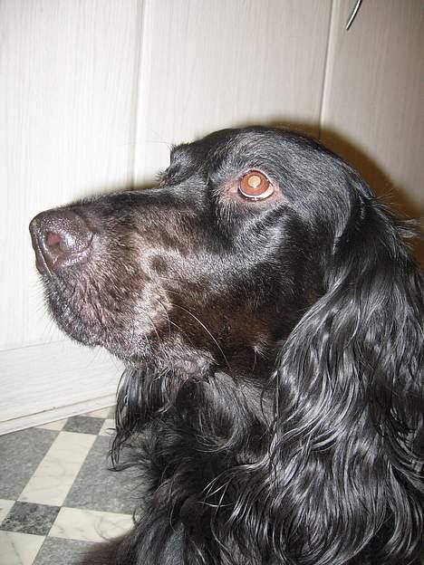 Blanding af racer *alfred* billede 4