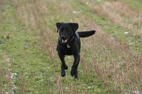 Labrador retriever (formel 1) Junior *DØD* billede 14